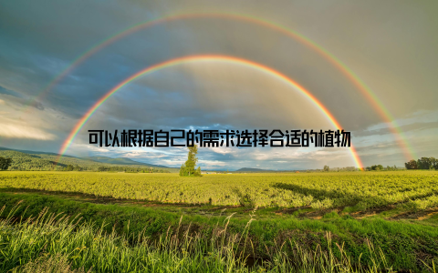 可以根据自己的需求选择合适的植物