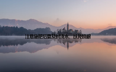 注意施肥后要及时浇水, 以免烧根