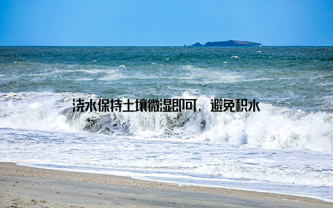 浇水保持土壤微湿即可, 避免积水