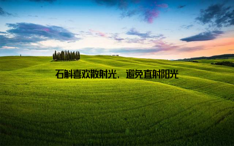 石斛喜欢散射光, 避免直射阳光