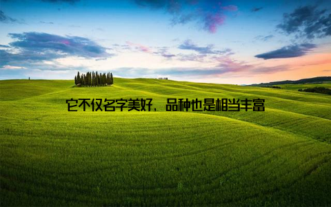 它不仅名字美好, 品种也是相当丰富