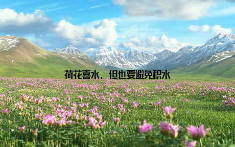 荷花喜水, 但也要避免积水