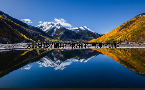 大颗盆栽绿植具有很好的空气净化功能