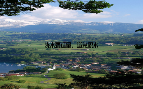 浇水要适量, 避免积水