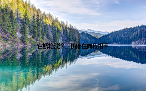 它娇艳欲滴, 仿佛在向我招手