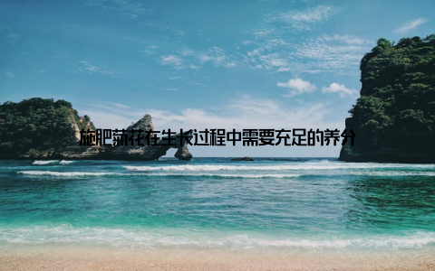 施肥菊花在生长过程中需要充足的养分