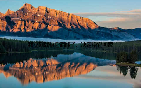 我立刻就被它萌翻了, 决定带它回家