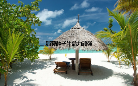 蜀葵种子生命力顽强