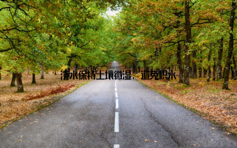 浇水保持土壤微湿, 避免积水