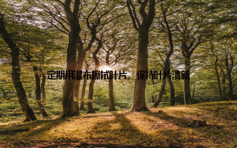 定期用湿布擦拭叶片, 保持叶片清新