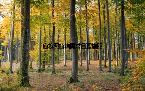 应按照植物需求合理施肥