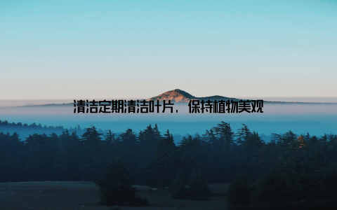 清洁定期清洁叶片, 保持植物美观