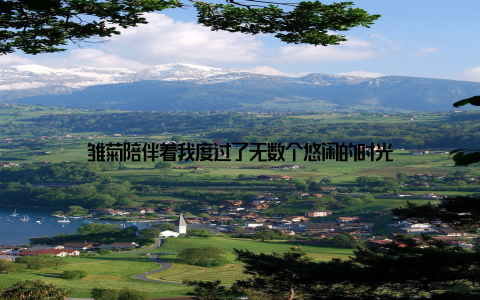 雏菊陪伴着我度过了无数个悠闲的时光