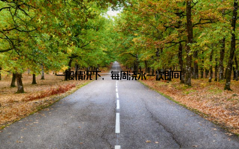 一般情况下, 每周浇水一次即可