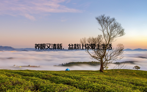 养眼又清新, 盆栽让你爱上生活