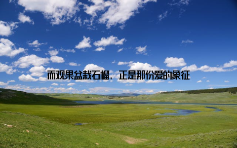 而观果盆栽石榴, 正是那份爱的象征