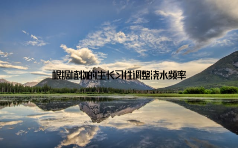根据植物的生长习性调整浇水频率
