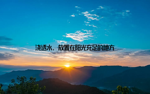 浇透水, 放置在阳光充足的地方