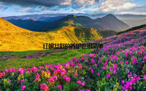 红枫盆栽的养护也很简单