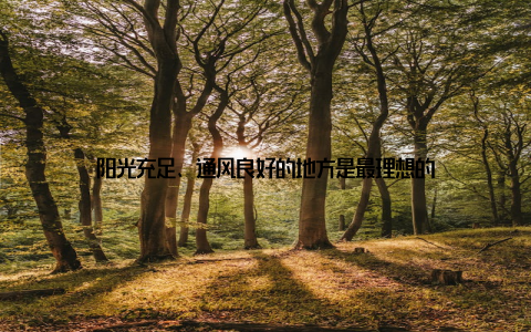 阳光充足、通风良好的地方是最理想的