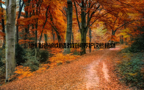 他们纷纷向我请教如何养护这些植物