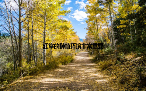 红掌的种植环境非常重要