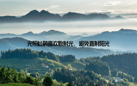 光照杜鹃喜欢散射光, 避免直射阳光