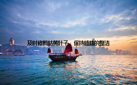 及时修剪枯黄叶子, 保持植株的整洁