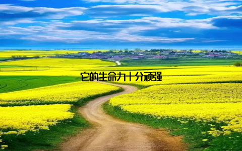 它的生命力十分顽强