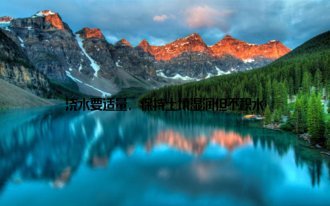 浇水要适量, 保持土壤湿润但不积水