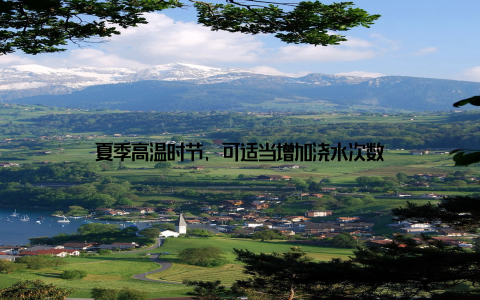 夏季高温时节, 可适当增加浇水次数