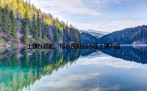 土壤以疏松、排水良好的沙质土壤为宜