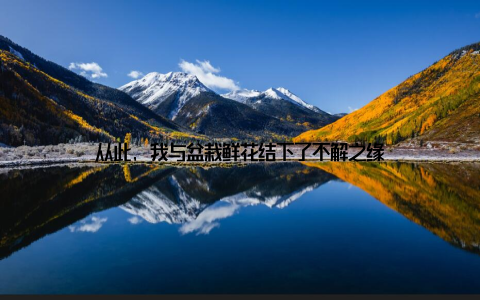 从此, 我与盆栽鲜花结下了不解之缘