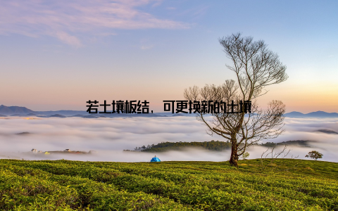 若土壤板结, 可更换新的土壤