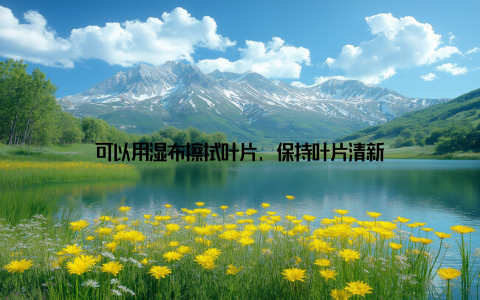 可以用湿布擦拭叶片, 保持叶片清新