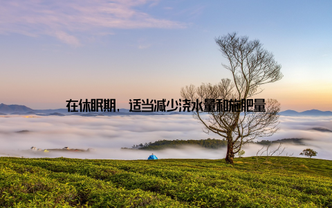 在休眠期, 适当减少浇水量和施肥量