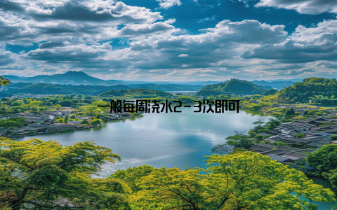 一般每周浇水2-3次即可