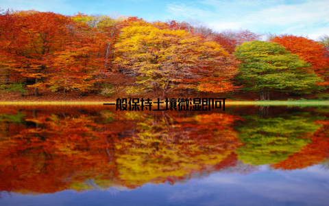 一般保持土壤微湿即可